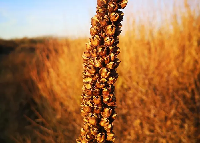 La Bastide Bed and breakfast Heiloo